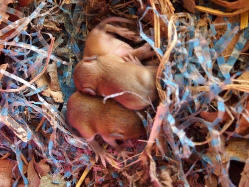 f:id:Naturalhistory:20130429124046j:image f:id:Naturalhistory:20130429124046j:image