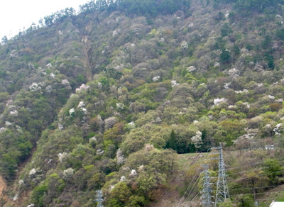f:id:Naturalhistory:20130430125101j:image