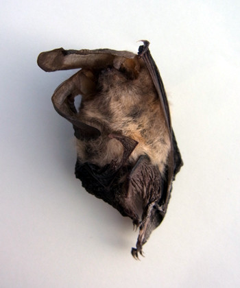 f:id:Naturalhistory:20130516164647j:image f:id:Naturalhistory:20130516164647j:image