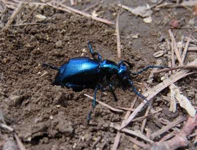 f:id:Naturalhistory:20130518101501j:image