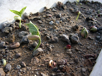 f:id:Naturalhistory:20130518171042j:image