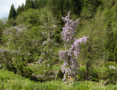f:id:Naturalhistory:20130521081407j:image