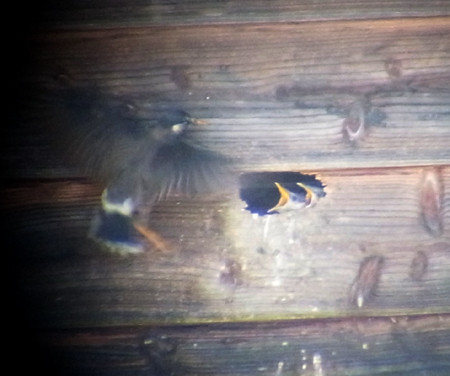 f:id:Naturalhistory:20130521162213j:image