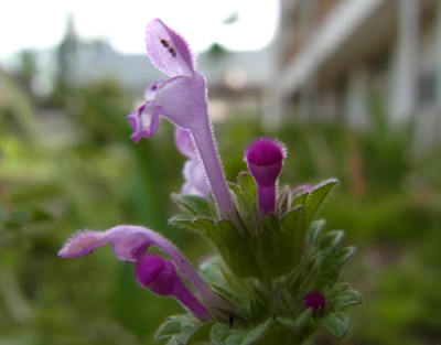 f:id:Naturalhistory:20130522162749j:image