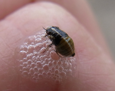f:id:Naturalhistory:20130522163207j:image