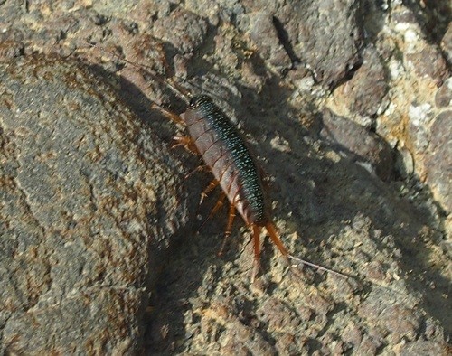 f:id:Naturalhistory:20130525122004j:image