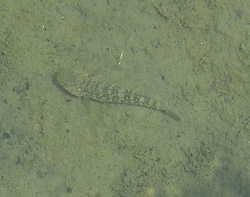 f:id:Naturalhistory:20130525122226j:image