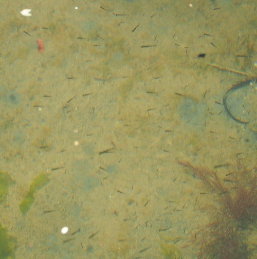 f:id:Naturalhistory:20130525122613j:image