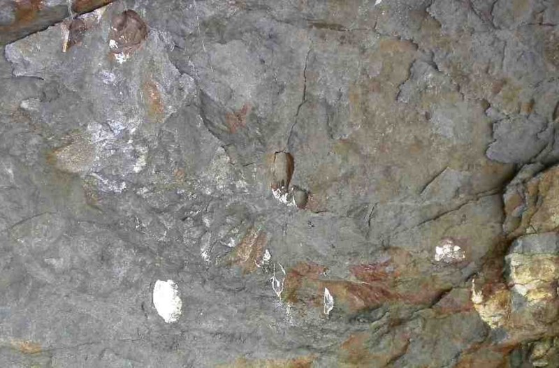 f:id:Naturalhistory:20130601095428j:image