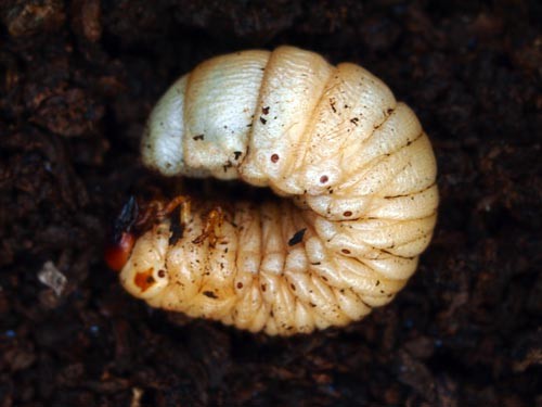 f:id:Naturalhistory:20130602170308j:image