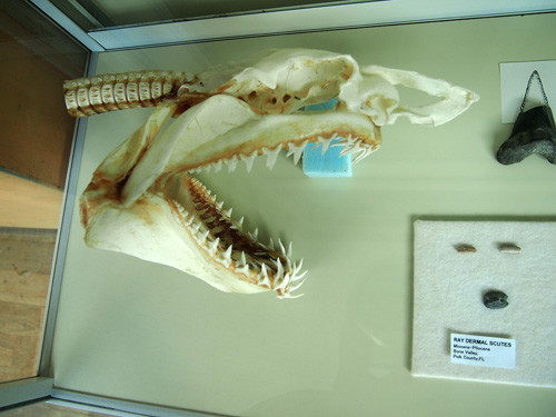 f:id:Naturalhistory:20130608165928j:image