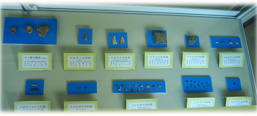 f:id:Naturalhistory:20130608170601j:image