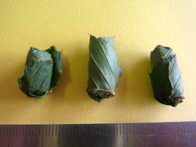 f:id:Naturalhistory:20130611160608j:image
