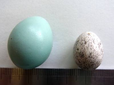 f:id:Naturalhistory:20130612155003j:image f:id:Naturalhistory:20130612155003j:image