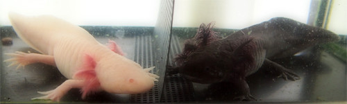 f:id:Naturalhistory:20130613164413j:image