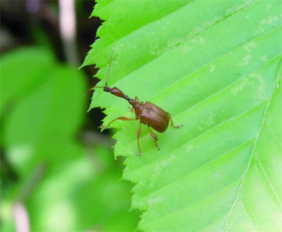 f:id:Naturalhistory:20130614165137j:image