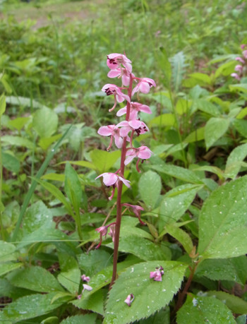 f:id:Naturalhistory:20130615092449j:image