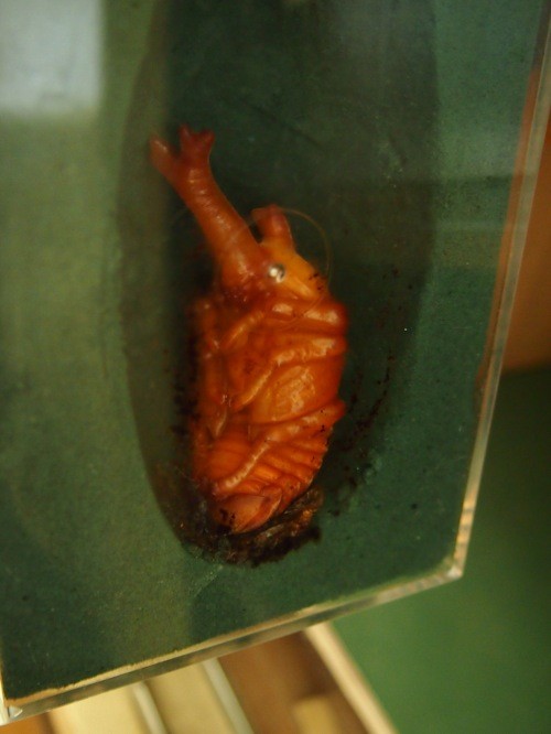 f:id:Naturalhistory:20130622172855j:image