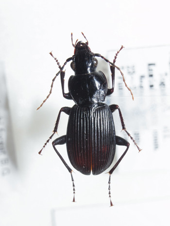 f:id:Naturalhistory:20130625184712j:image