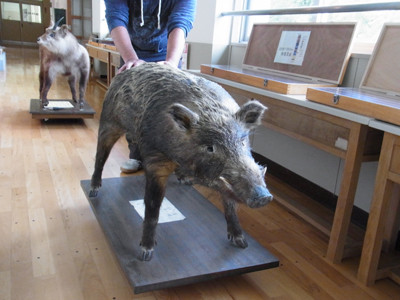 f:id:Naturalhistory:20130626092414j:image