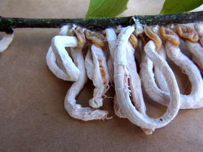 f:id:Naturalhistory:20130627163305j:image