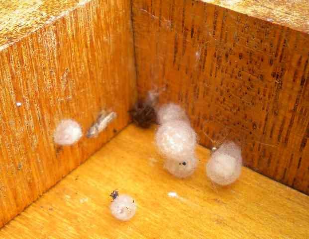 f:id:Naturalhistory:20130629144506j:image