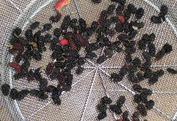 f:id:Naturalhistory:20130629170919j:image
