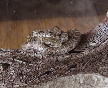 f:id:Naturalhistory:20130703165325j:image