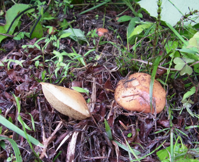 f:id:Naturalhistory:20130705164918j:image f:id:Naturalhistory:20130705164918j:image