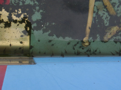 f:id:Naturalhistory:20130705165233j:image f:id:Naturalhistory:20130705165233j:image