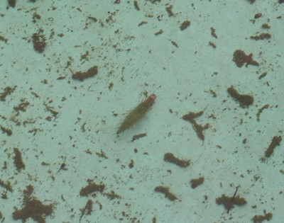 f:id:Naturalhistory:20130705165548j:image f:id:Naturalhistory:20130705165548j:image