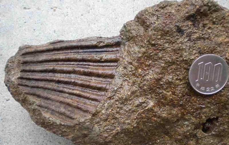 f:id:Naturalhistory:20130706165932j:image