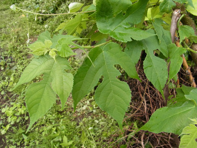 f:id:Naturalhistory:20130707111248j:image