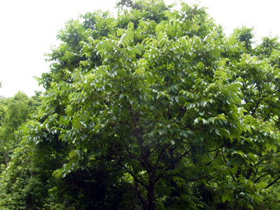 f:id:Naturalhistory:20130707111641j:image