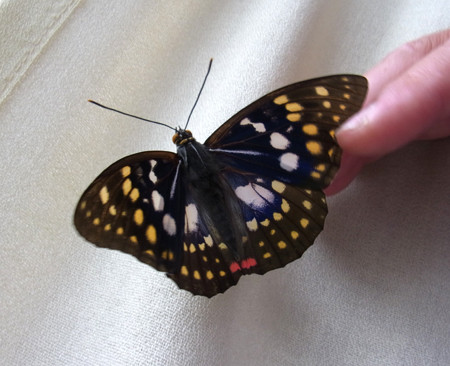 f:id:Naturalhistory:20130707160620j:image