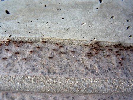 f:id:Naturalhistory:20130710175648j:image