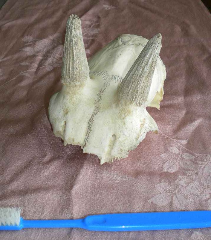 f:id:Naturalhistory:20130711162220j:image