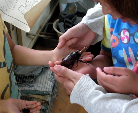f:id:Naturalhistory:20130713150522j:image f:id:Naturalhistory:20130713150522j:image