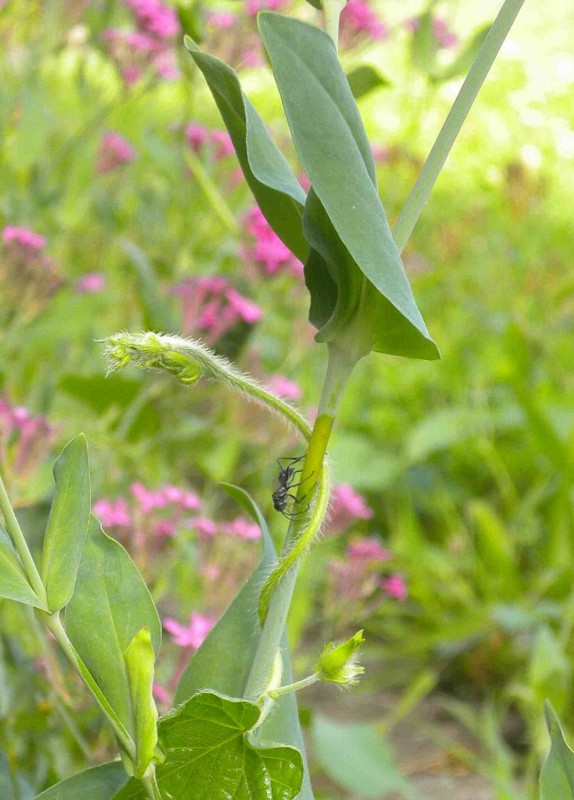 f:id:Naturalhistory:20130715164215j:image