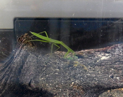 f:id:Naturalhistory:20130717181538j:image
