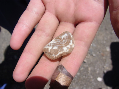 f:id:Naturalhistory:20130718121021j:image