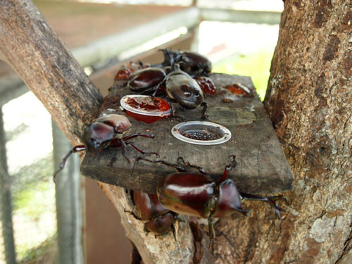 f:id:Naturalhistory:20130720141041j:image