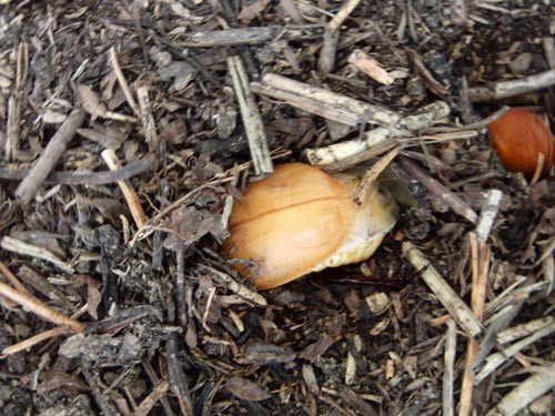 f:id:Naturalhistory:20130720203048j:image