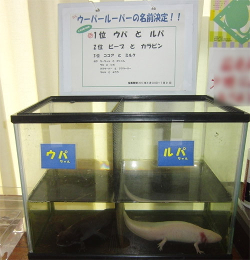 f:id:Naturalhistory:20130723170834j:image