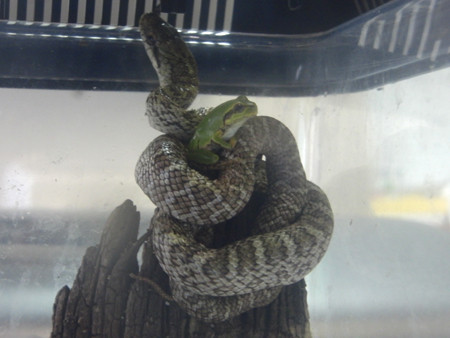 f:id:Naturalhistory:20130724124011j:image