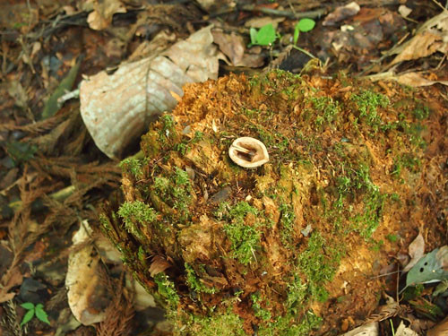 f:id:Naturalhistory:20130726140452j:image