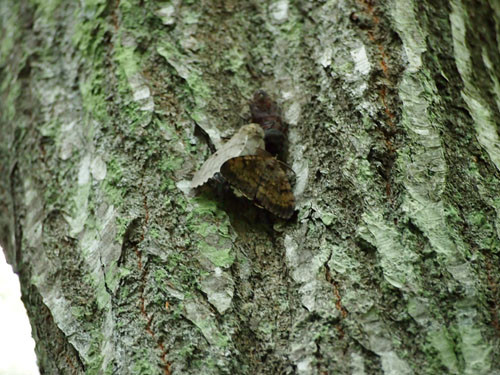 f:id:Naturalhistory:20130726140749j:image