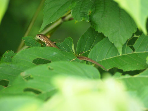 f:id:Naturalhistory:20130726141307j:image