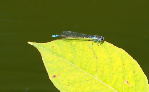 f:id:Naturalhistory:20130726161016j:image