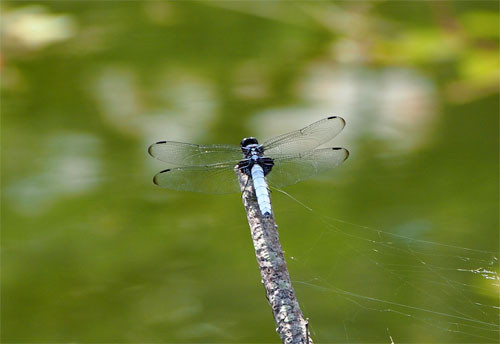 f:id:Naturalhistory:20130726161240j:image